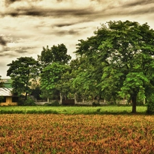 trees, clouds, farm, viewes