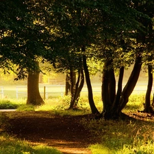 Path, viewes, fence, trees