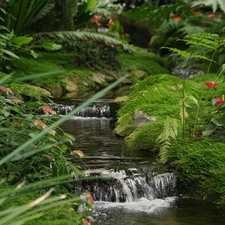 Park, Flowers, fern, cascade