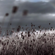 poppy, Great Rainbows, Field