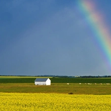 rape, Great Rainbows, Field