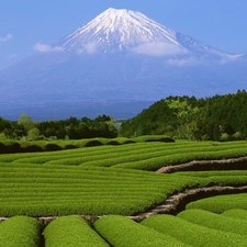 mountains, field