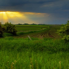 rays, green, Field, sun