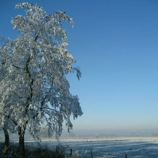 Field, winter, trees