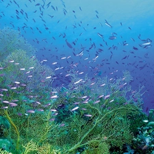 fish, reef, coral