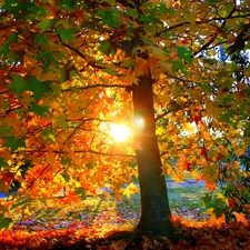 sun, Przebijaj?ce, luminosity, ligh, trees, flash, Leaf
