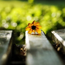 Flower, Park, Bench