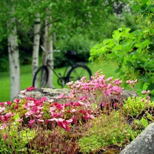 Bush, trees, flowers, Bike, Pink, viewes