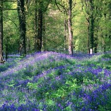 Flowers, forest, Blue