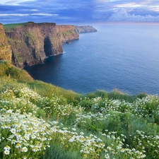 Flowers, Coast, Cliffs