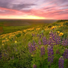 Flowers, Meadow, clouds