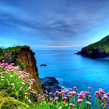 Flowers, sea, Coast