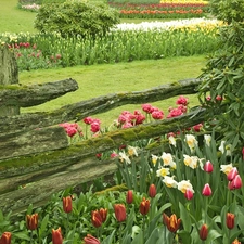 Flowers, Garden, Fance