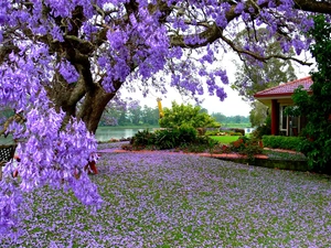 house, trees, Flowers, Garden