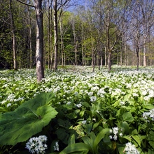 flowers, forest, Meadow