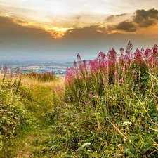 Meadow, Wildflowers, Flowers, grass