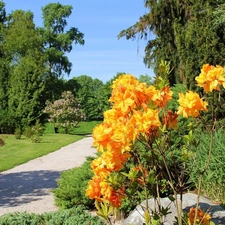 Park, Orange, Flowers, summer