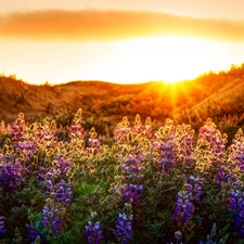 Flowers, west, sun