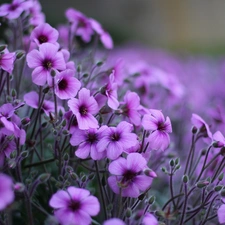 flowers, purple, Wildflowers