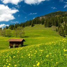 Flowers, woods, Bavarian, medows, Alps