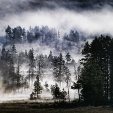 forest, Fog