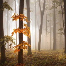 Fog, autumn, forest