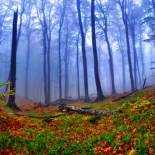 forest, Leaf, Fog, Autumn