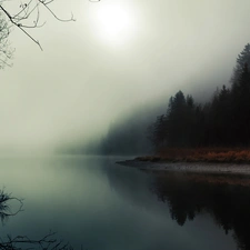 Fog, River, forest