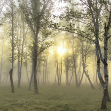 forest, sun, Fog, Przebijające