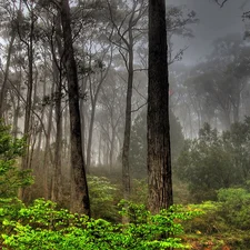 forest, Fog