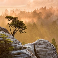 rocks, forest, Fog, trees