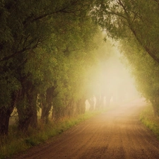 trees, Way, Fog, viewes