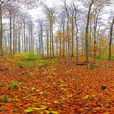 autumn, forest