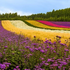 Floral, Hill, forest, Field