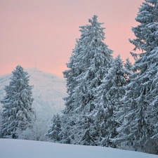 forest, winter, Mountains