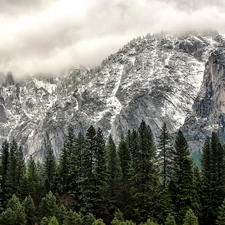 rocks, viewes, forest, trees