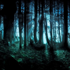 scary, forest