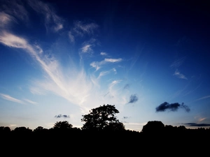 Sky, forest