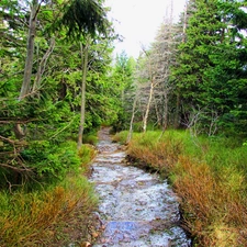 stream, forest