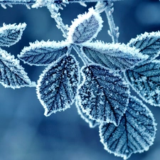 frost, Leaf, Covered