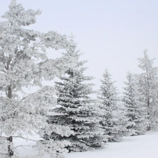 snow, forest, Frost, drifts