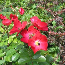 roses, Garden