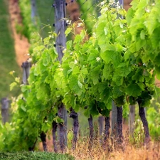 plantation, grapes