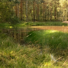 grass, Mire, forest