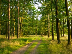 grass, Path, trees, viewes, forest