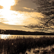 grass, Sky, trees, viewes, lake