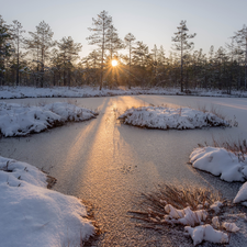 grass, snowy, viewes, rays of the Sun, trees, swamp