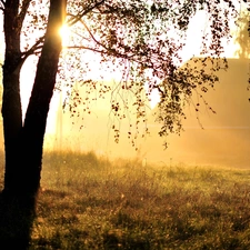 trees, branch pics, grass, Leaf