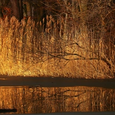 grass, lake, viewes, early spring, trees, melting