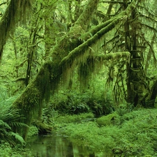 grass, water, trees, viewes, forest